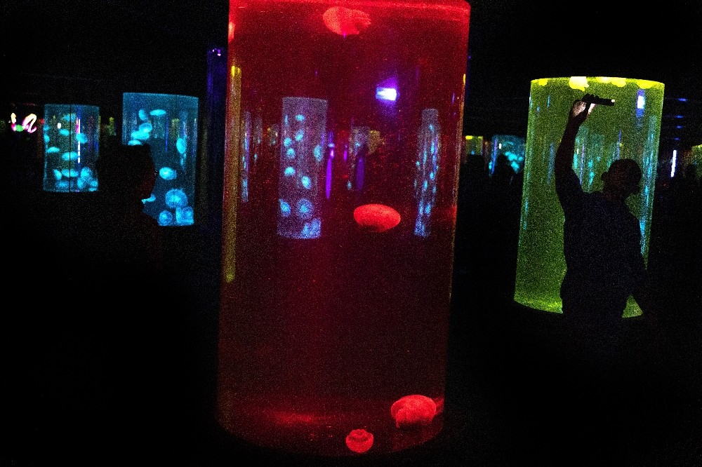 Güney Afrika’da pembe denizanası görüldü