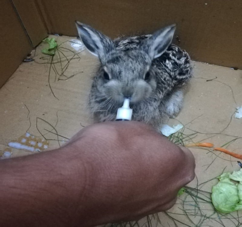 Isparta DKMP’nin tedavi ettiği 5 yaban hayvanı doğaya salındı