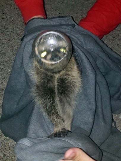 Kafası cam kavanoza sıkışan rakunu polis kurtardı