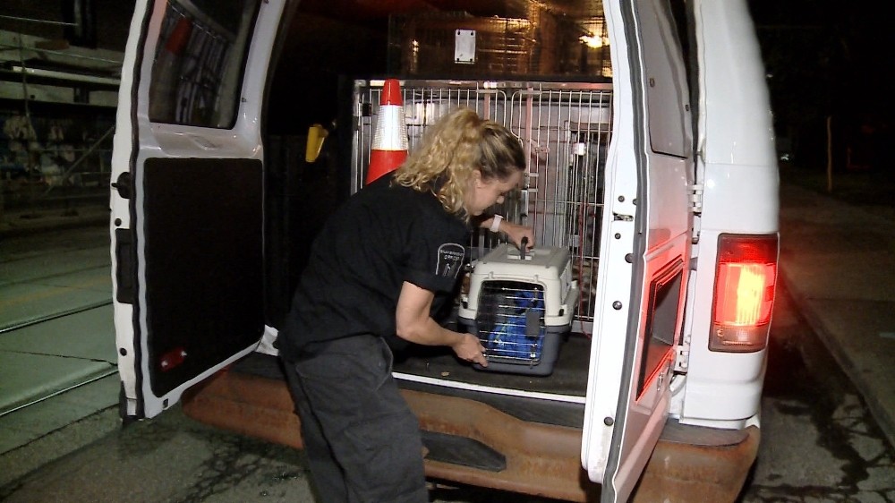 Kanada’da kanalizasyonda bulunan pitonun gerçek sahibi aranıyor