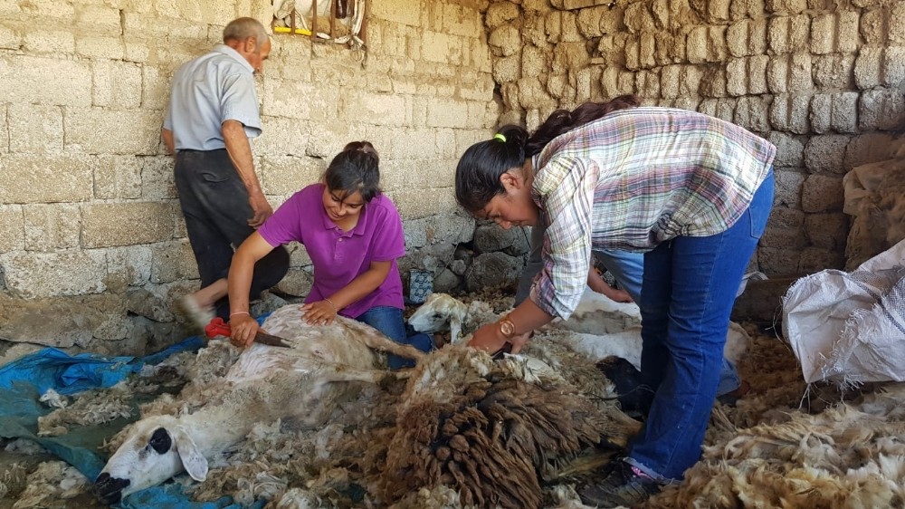 Kışın ders çalışıp yazın koyun kırkan Dilara elektrik elektronik mühendisliğini kazandı
