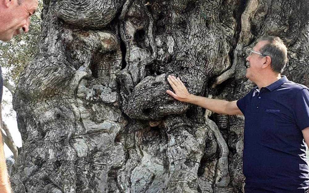 Kuşadası’nın anıtsal ağaçları için tescil çalışmaları başlatıldı