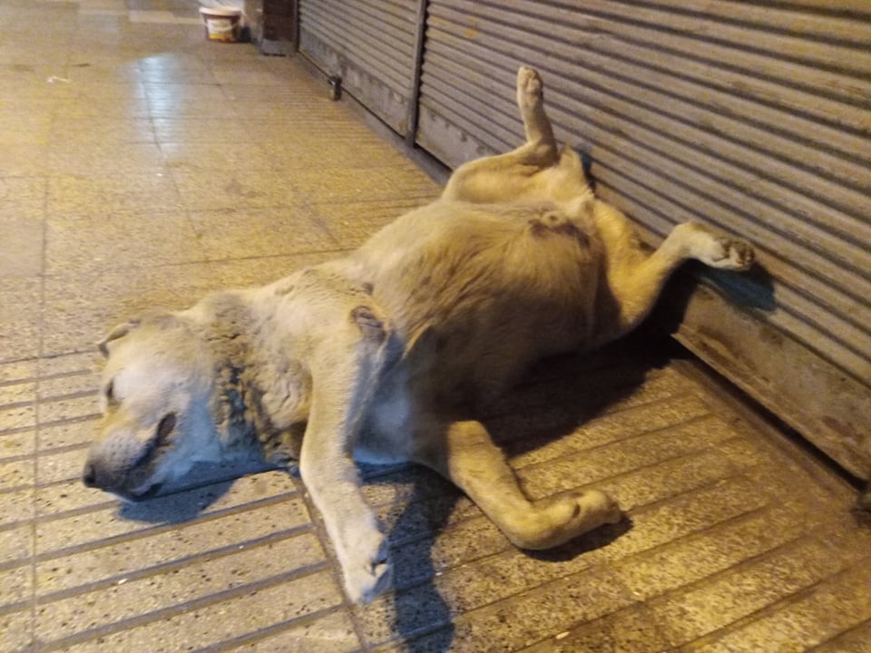 Öldü sanılan sevimli köpeğin uyuduğu anlaşıldı