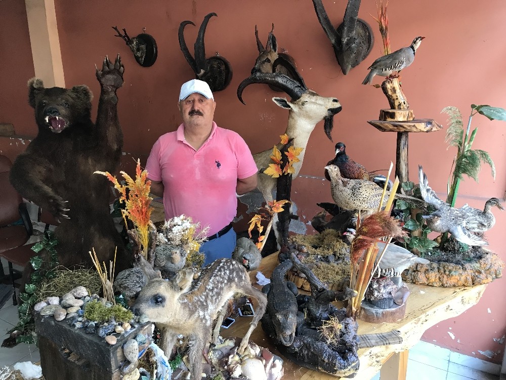 Ölü yaban hayvanlarını doldurup iş yerinde sergiliyor