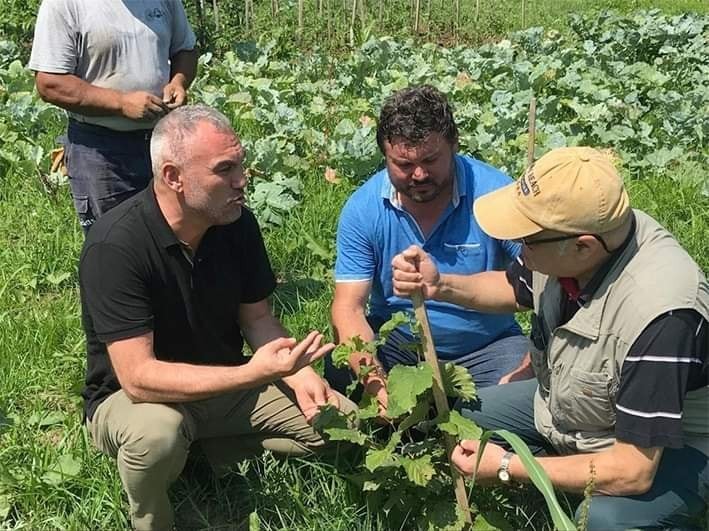 Ordu’da eksi 40 derecede fındık üretilebiliyor