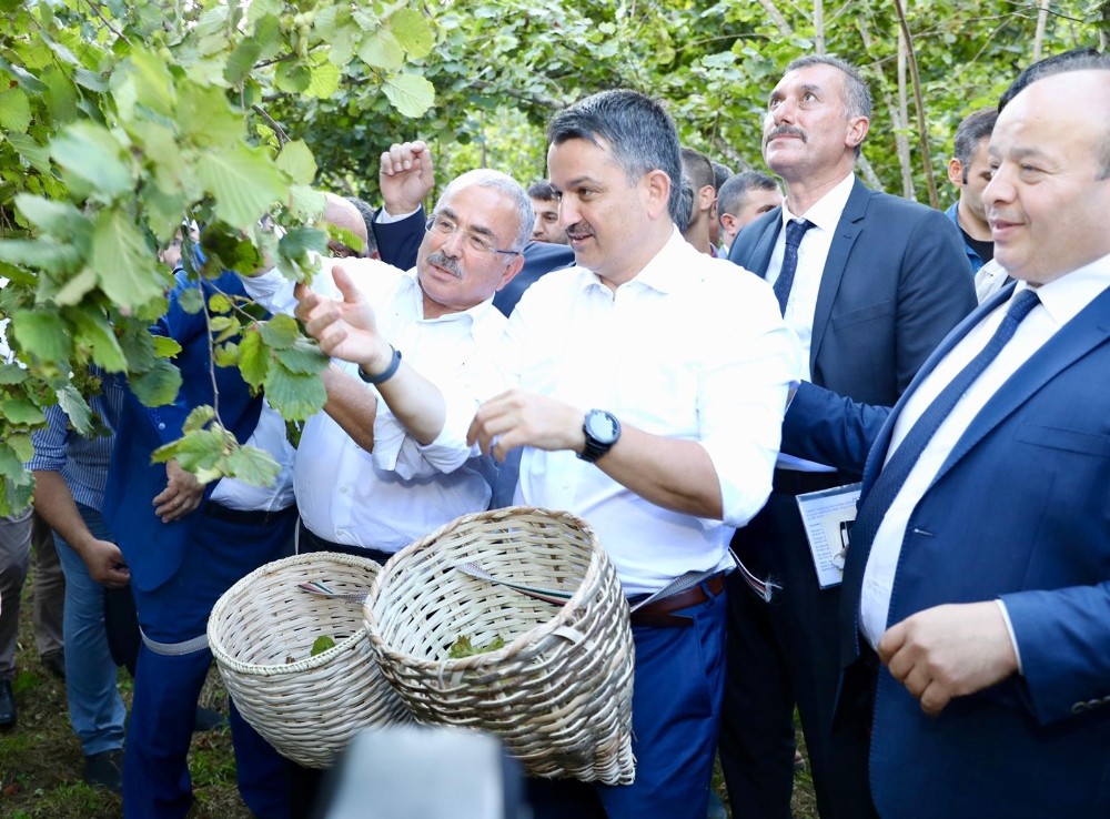 Ordu’da fındık hasadı 3 ülkenin tarım bakanının katılımıyla başladı