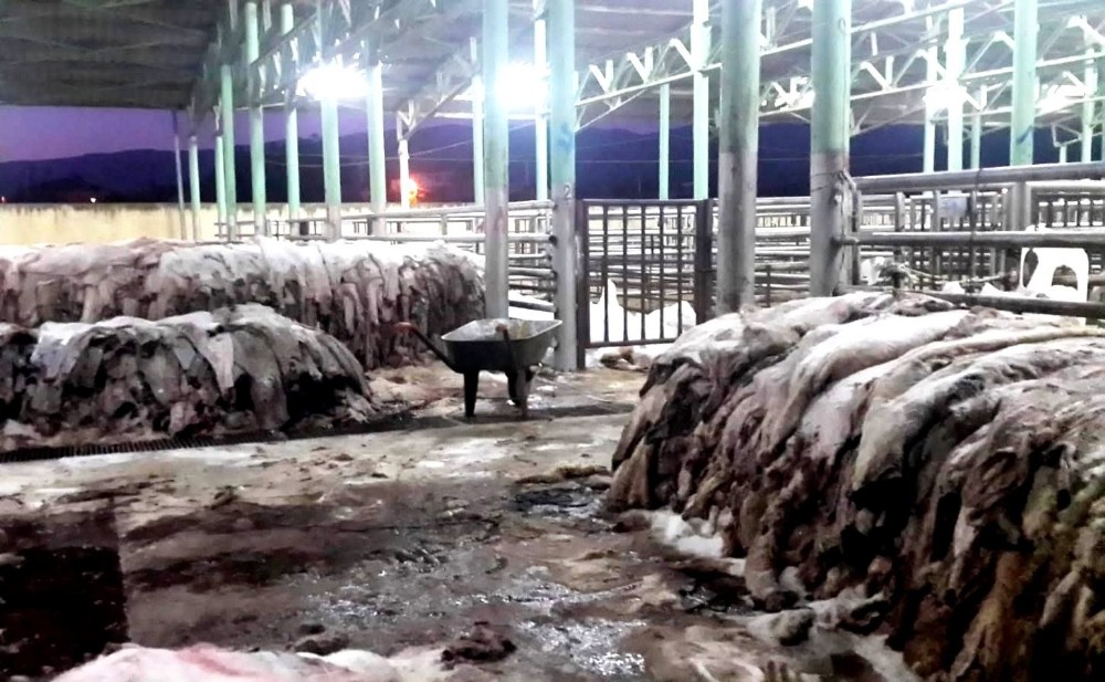 Sarıgöl’de THK, 6 bin 289 deri topladı
