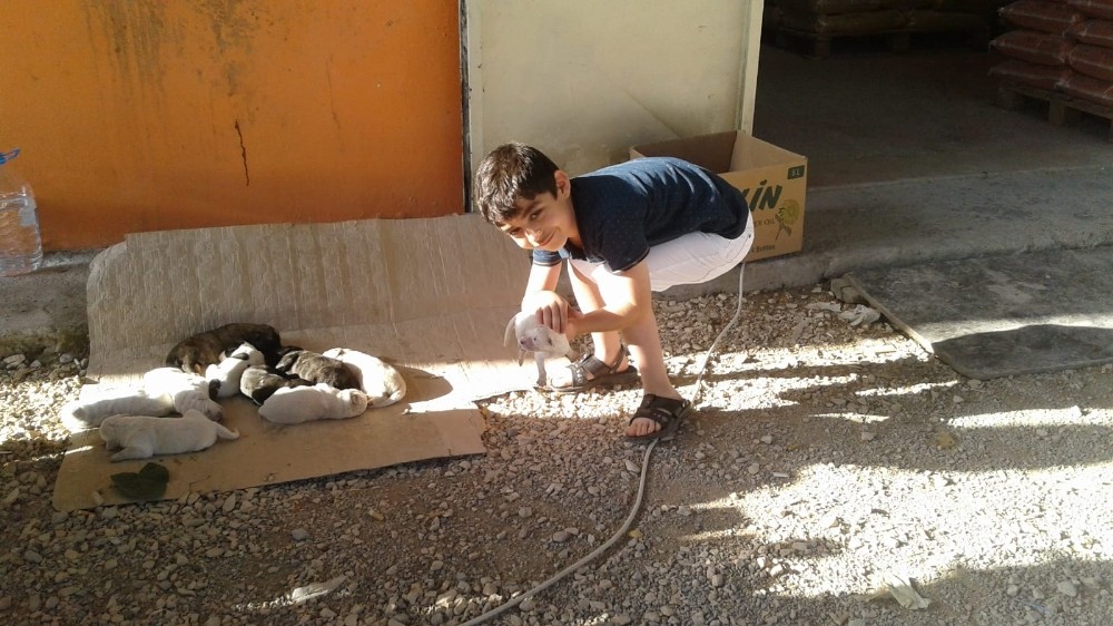 Sevimli köpek onuz doğurdu