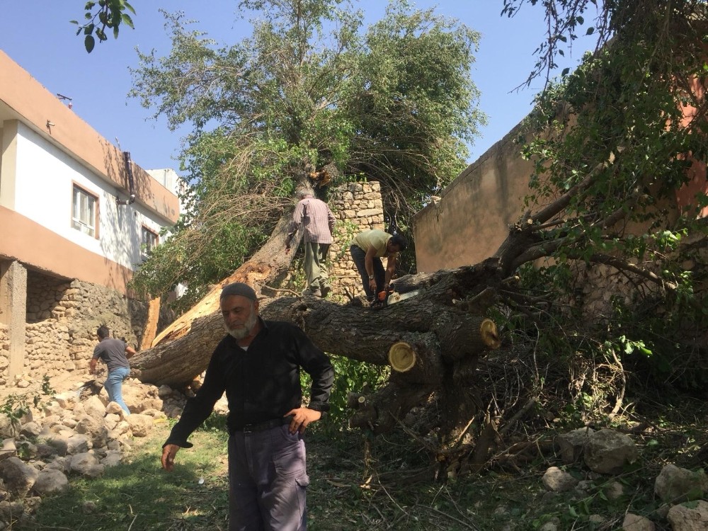 Şiddetli rüzgar, dut ağacını evin üstüne devirdi