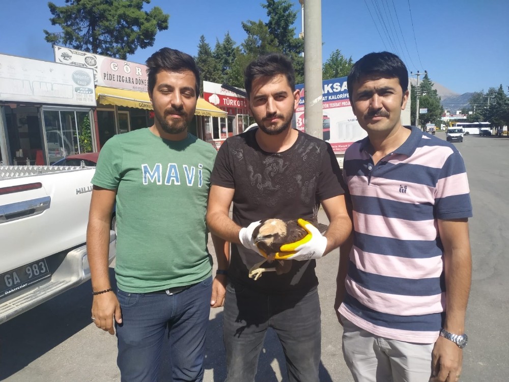 Tarlada çalışan işçilerin bulduğu yaralı delice kuşu DKMP’ye teslim edildi