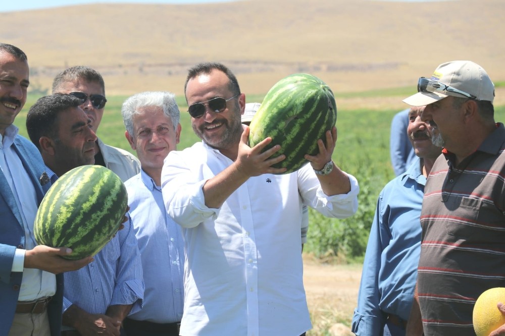 Tarlaya giren Milletvekili Ağar, hasata katıldı
