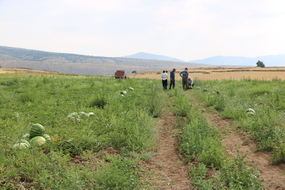 Yakacık karpuzu hasadı başladı