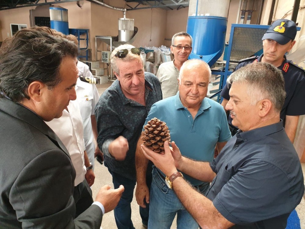 “Zeytin şehri” fıstıkçılıkta da iddialı