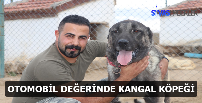 Sivas Kangal köpeğinin değeri araç fiyatında