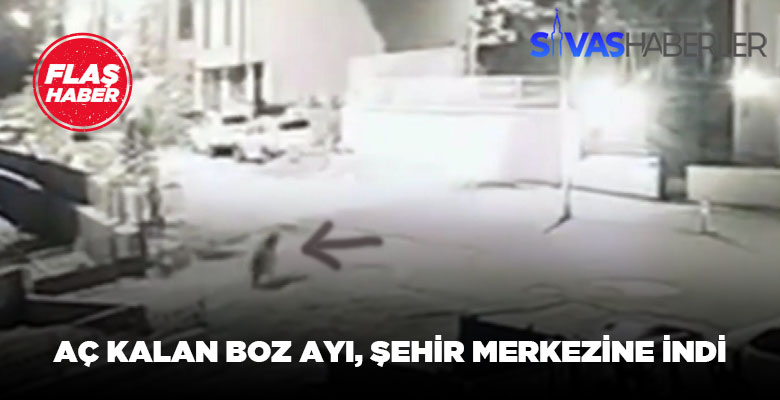 Sivas Koyulhisar’da aç kalan boz ayı gözüktü