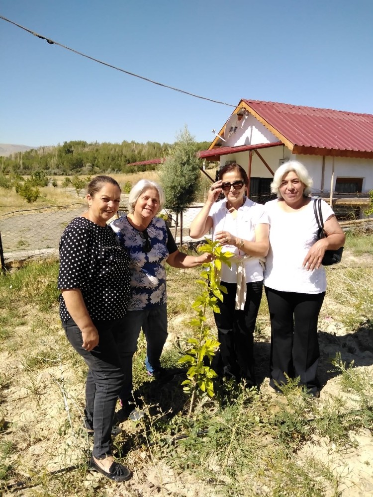 Divriği ilçesinde yeniden ipek üretimi yapılacak