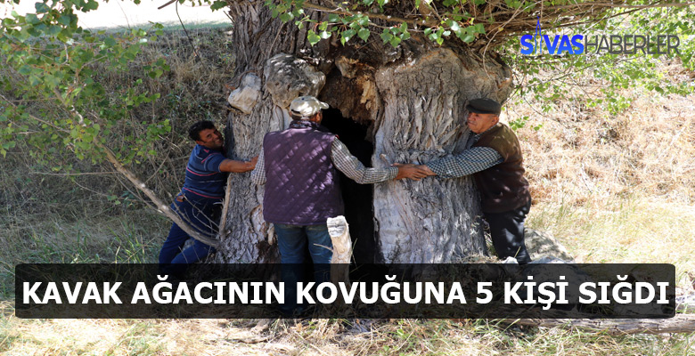 Tarihi Kavak Ağacı Anıt ağaç olmayı bekliyor