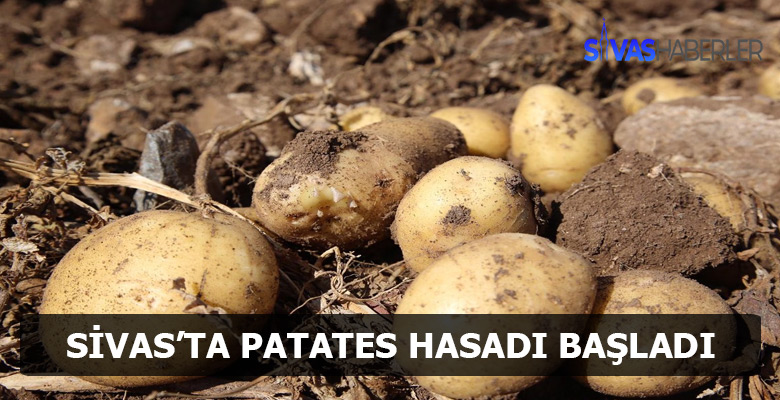 Sivas’ta Patates Hasadı Tarla Günü Etkinliği Yapıldı