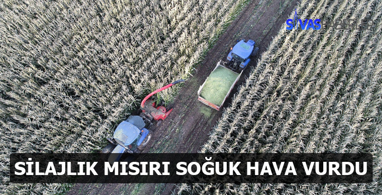 Silajlık Mısırda Ürün Kaybı Yaşandı