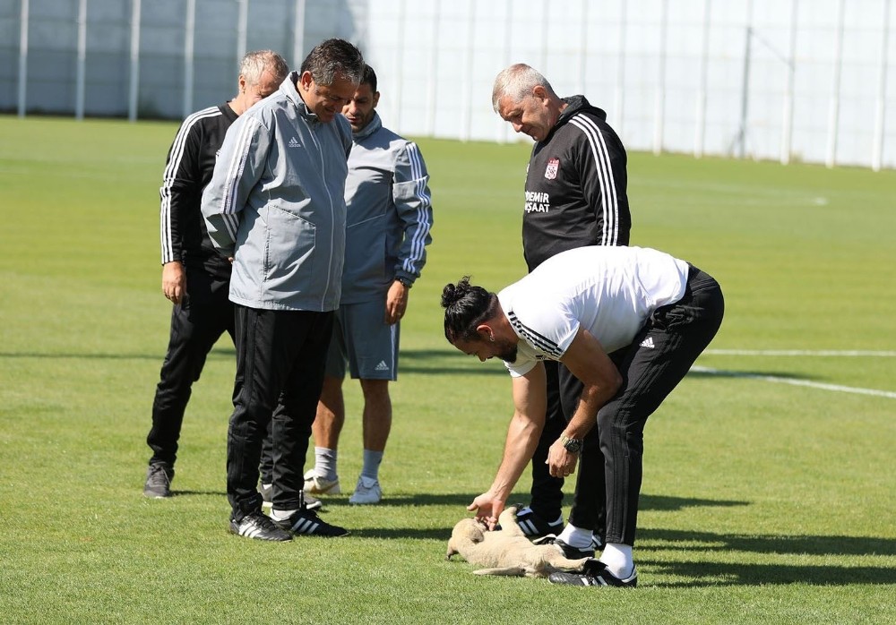 Sivasspor antrenman sırasında davetsiz misafir
