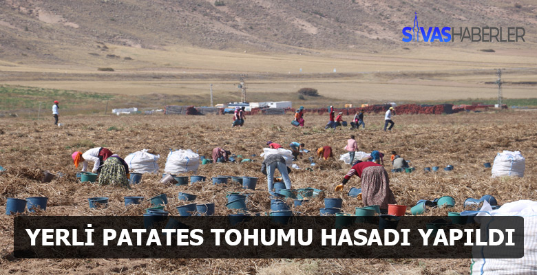 Kangal’da yerli patates tohumu hasadı yapıldı
