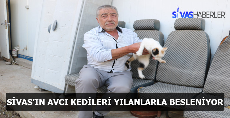 Yılanla Beslenen Avcı Kediler