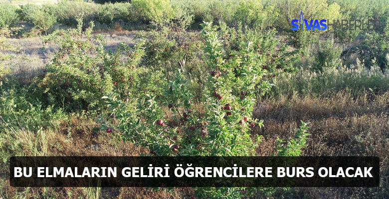 Elmaların Geliri ile Öğrenciler Okuyacak