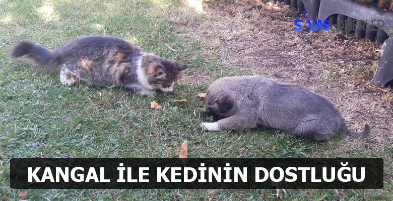 Kedi ile Köpek Dostluğundan Güzel Kareler