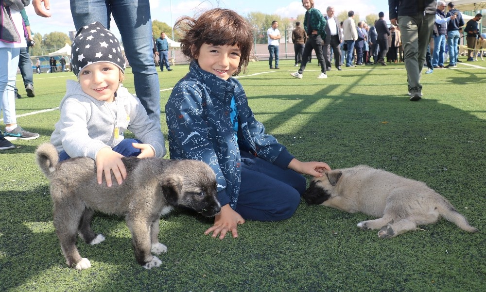 “Kangal Köpeği Güzellik Yarışması”na büyük ilgi