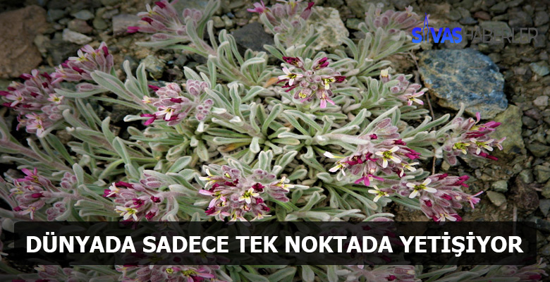 Gezertere Koruma Altına Alındı
