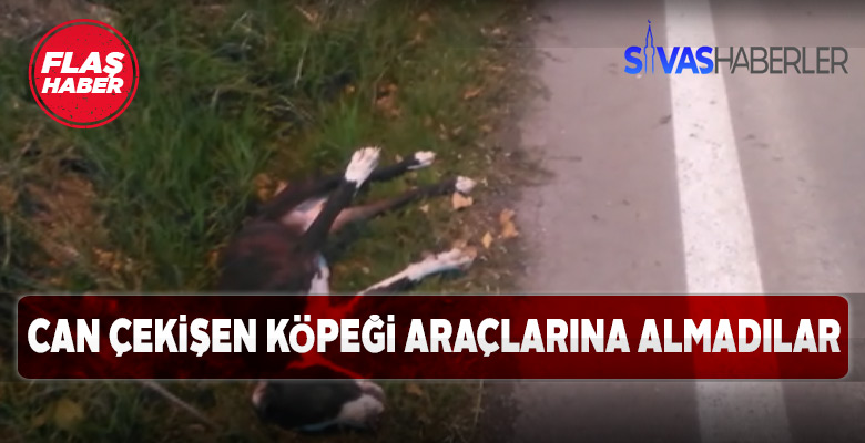 Sürücüler yaralı köpeği araçlarına almadılar