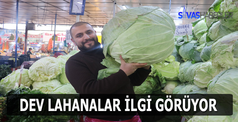 Dev lahanalar görenler şaşırtıyor