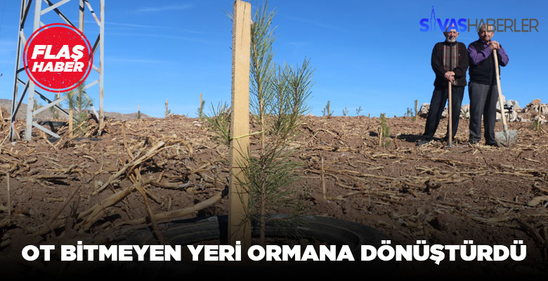 Taşıma toprakla Orman yaptı