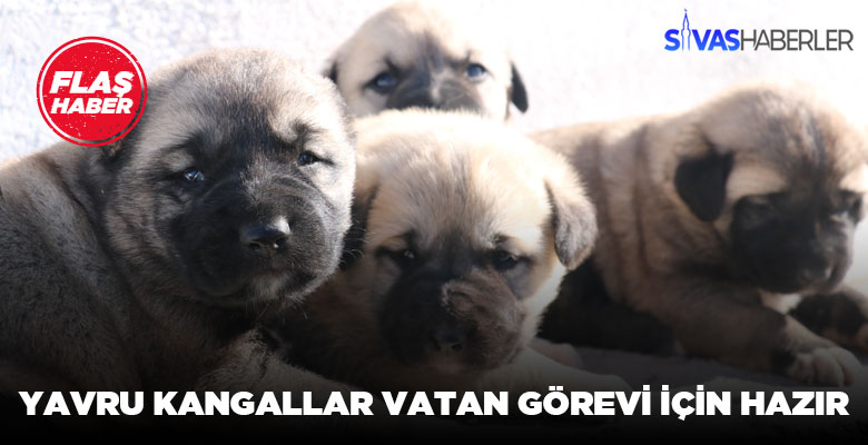 Yavru Kangallar görev almak için hazır bekliyor