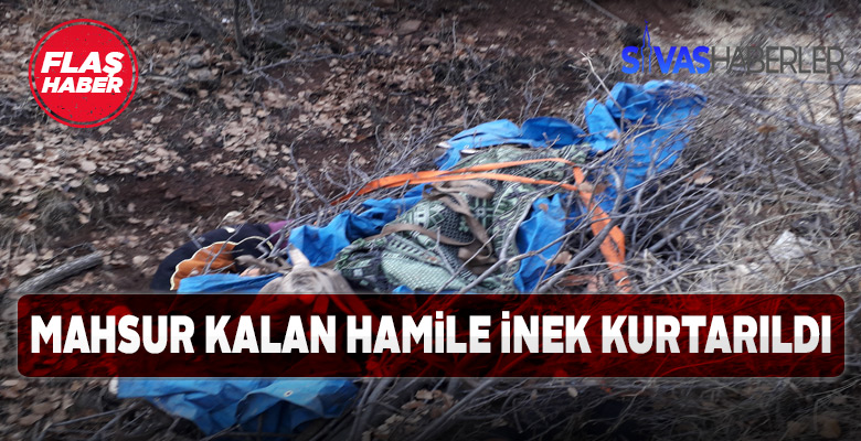 Kayalıklarda mahsur kalan ineği kurtarma operasyonu