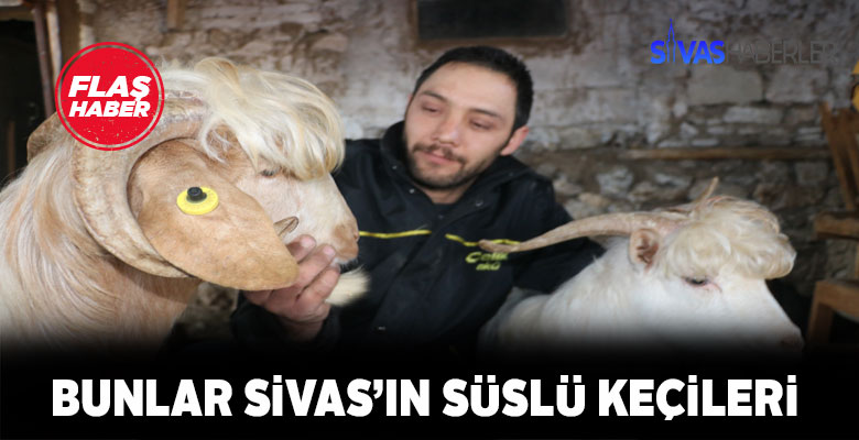 Bunlar Sivas’ın süslü keçileri