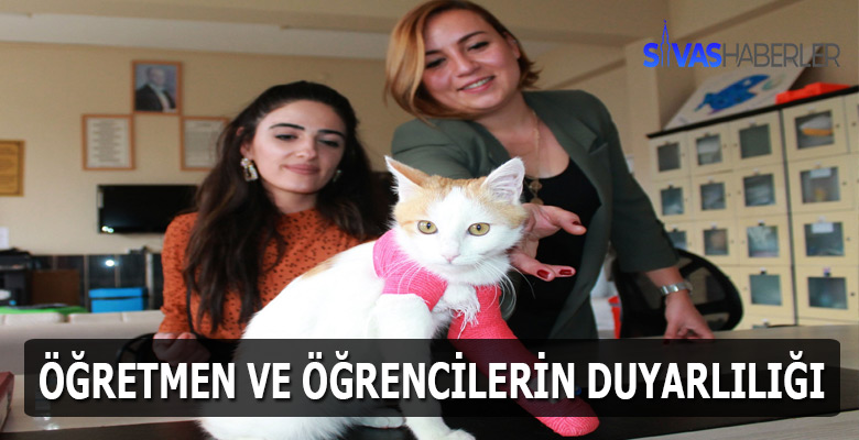 Engelli kedi sağlığına kavuştu