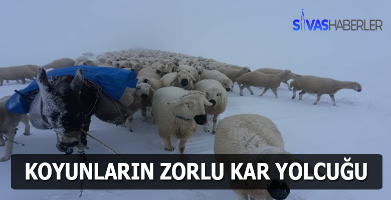 Sivas’ta çobanlar zor anlar yaşıyor