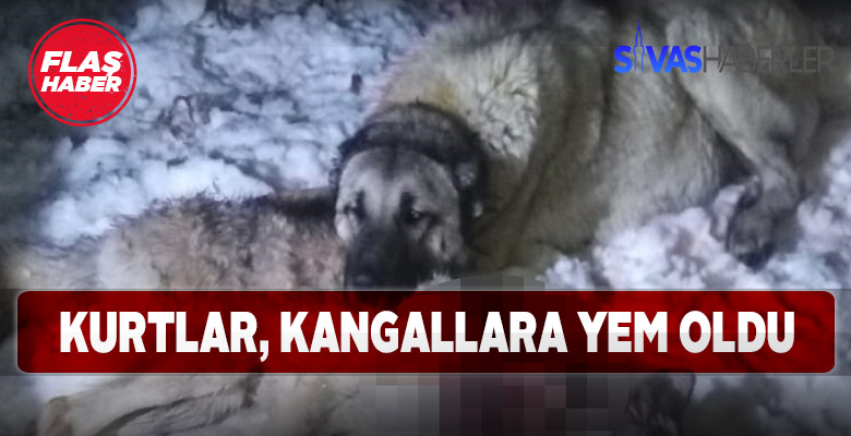 Sürüye saldıran kurtları Kangallar engelledi