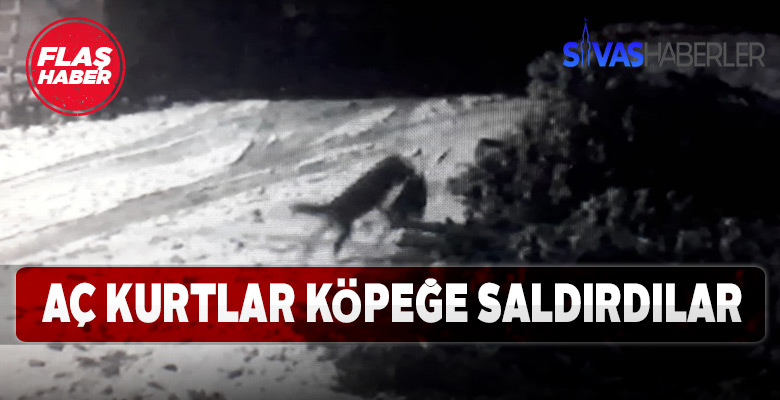 Divriği’de Kurtlar köye indi