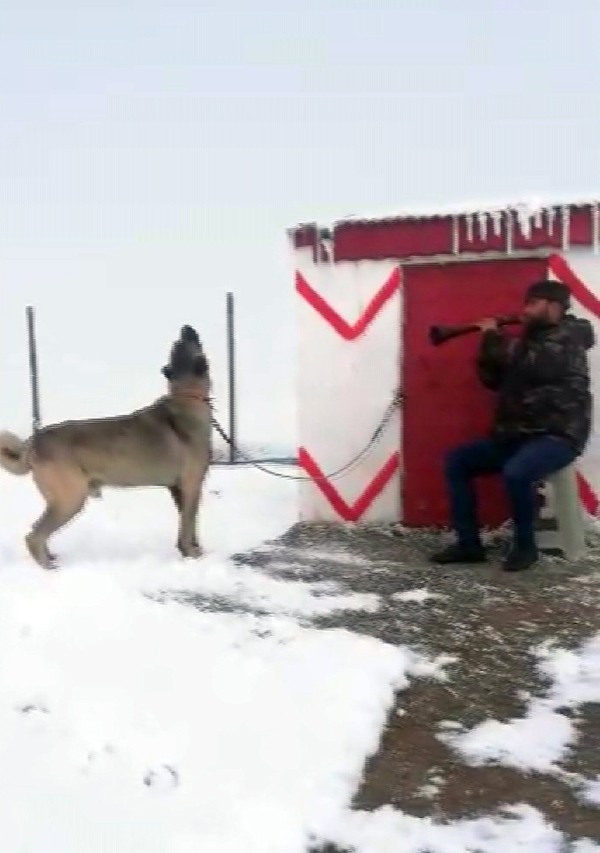 Kangal Köpeğinin zurna sesine verdiği tepki ilgi gördü