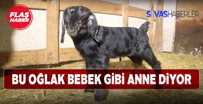 Sivas’ta anne sesi çıkaran oğlak ilgi odağı oldu