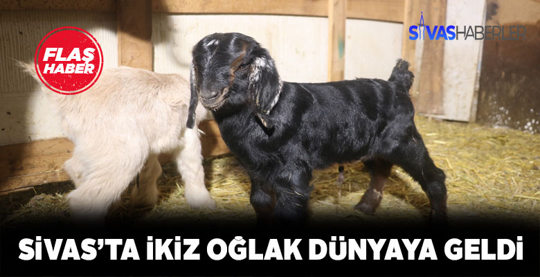 Yılbaşı gecesi oğlak ikizler dünyaya geldi