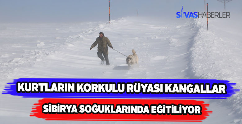 Sibirya’yı andıran ortamda kangalların eğitimi sürüyor