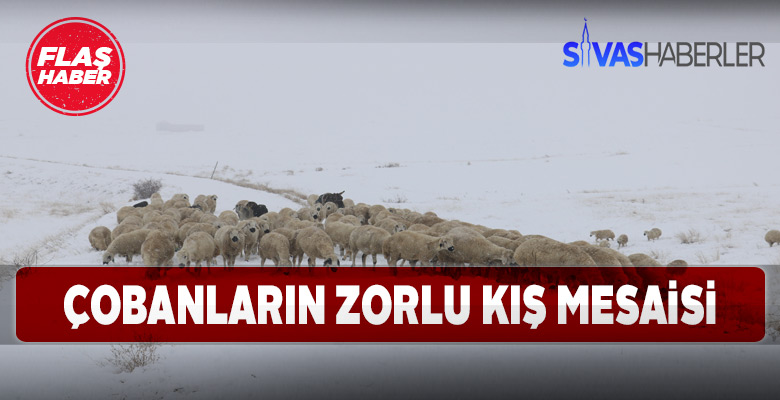 Sivas’ta çobanları zor günler bekliyor