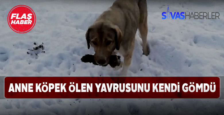 Anne köpekten duygulandıran davranış