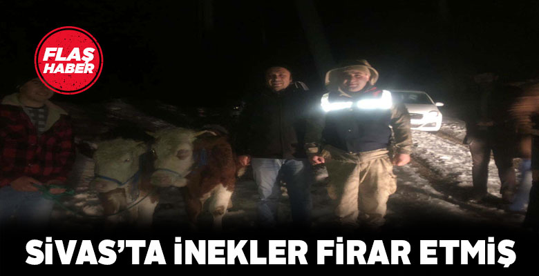 Suşehri’nde kaybolan inekler çalınmamış, firar etmiş!