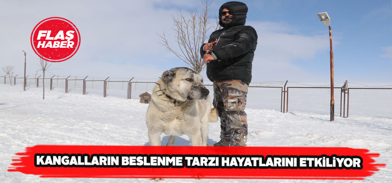 Et ile beslenen kangal köpekleri yırtıcı oluyor