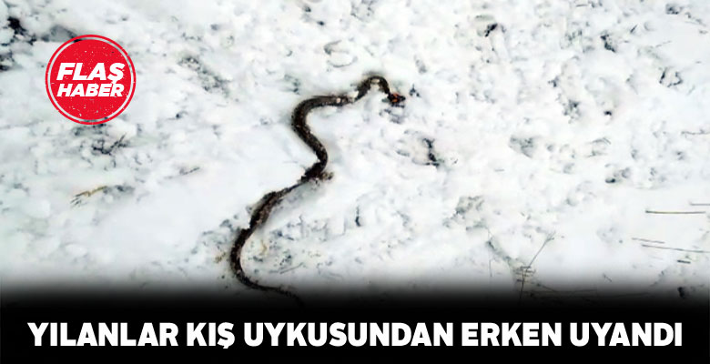 Sivas’ta kış uykusundan uyanan yılan şaşkınlık yarattı