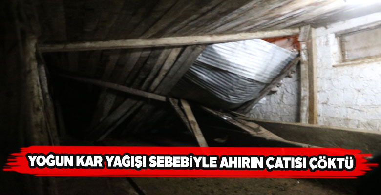 Sivas’ta çatısı çöken ahırdaki 2 hayvan telef oldu